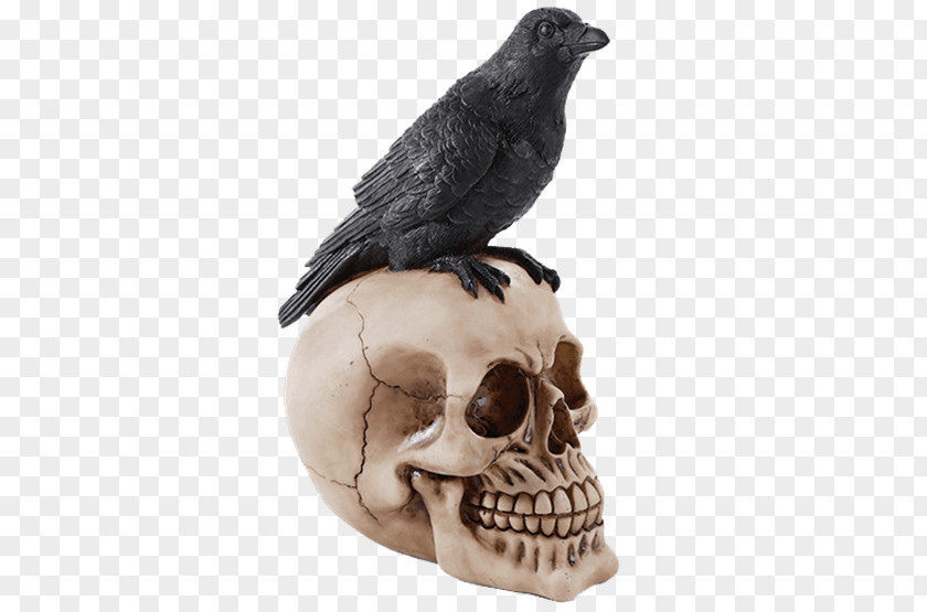 Bird The Raven Common Rook American Crow PNG
