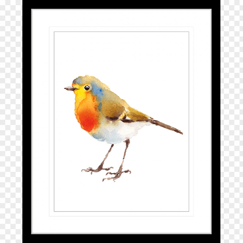 Bird Watercolor European Robin Painting Drawing Art PNG