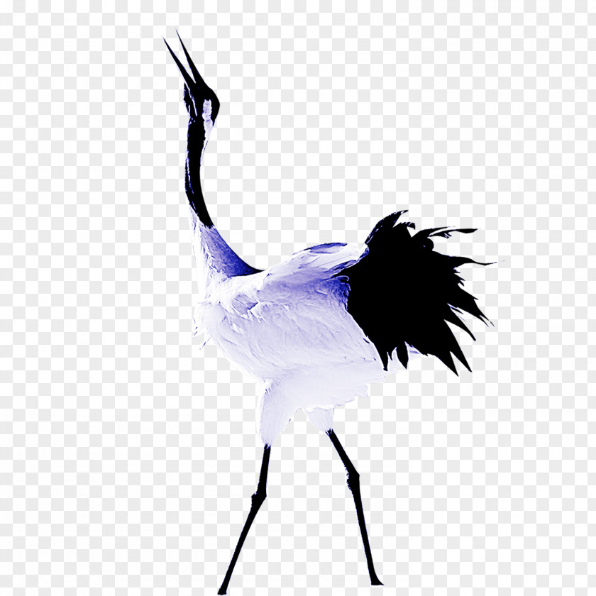 Crane Common Ostrich PNG