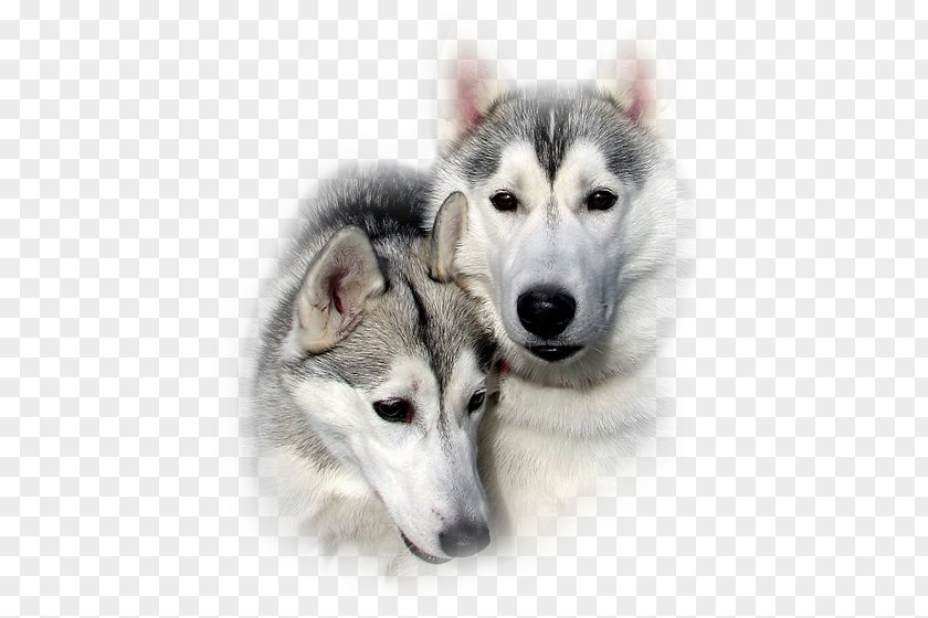 Dog GIF Image Blingee PNG