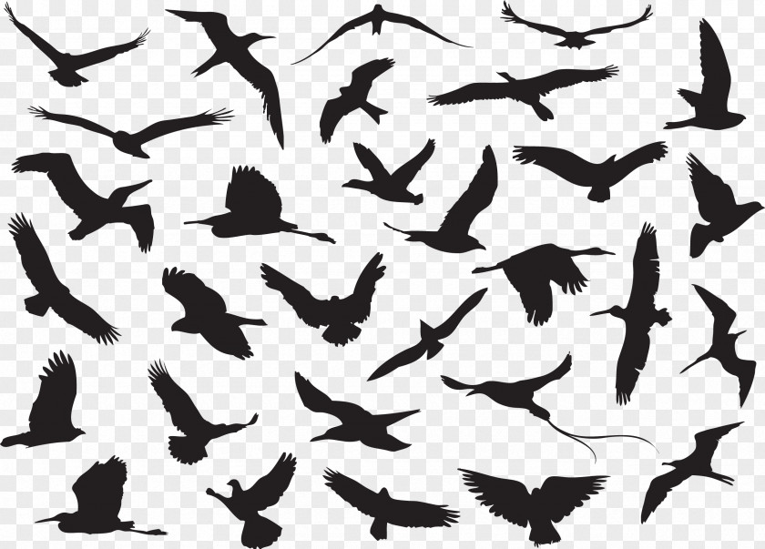 Eps.zip Hummingbird Crane Flock PNG