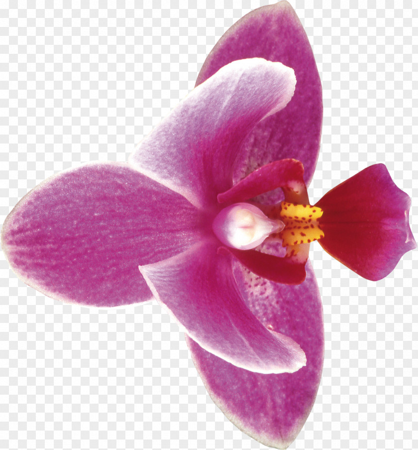 Flower Moth Orchids Cut Flowers Clip Art PNG