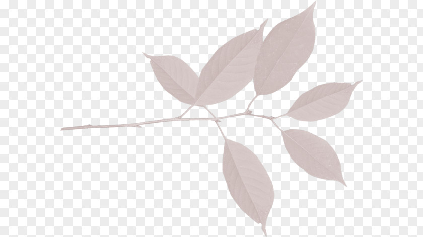 Leaf Petal Plant Stem PNG
