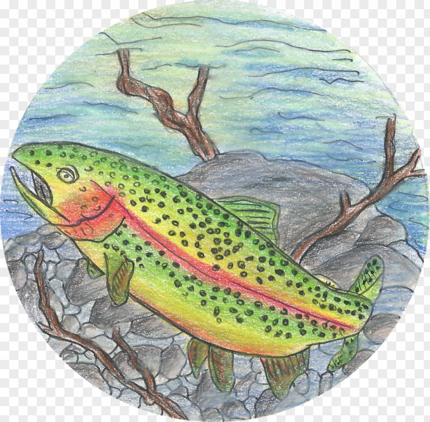 Rainbow Trout Salmon 09777 Fauna Ecosystem PNG