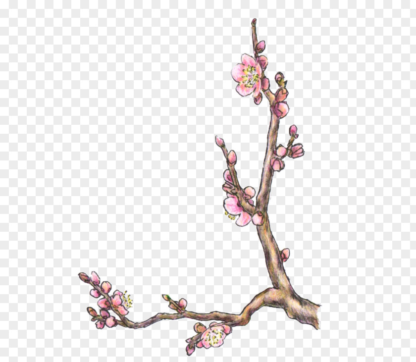 Cherry Blossom ST.AU.150 MIN.V.UNC.NR AD Flowering Plant PNG