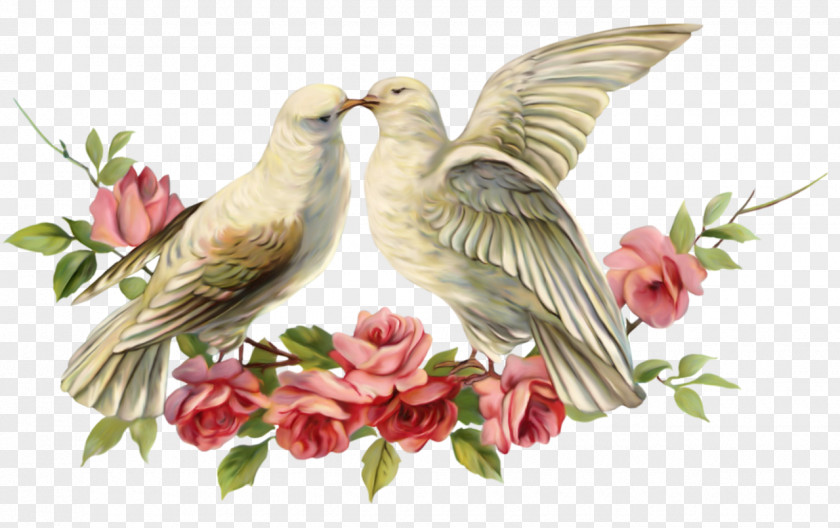 Couple Birds Columbidae Valentine's Day Bird Wedding Typical Pigeons PNG