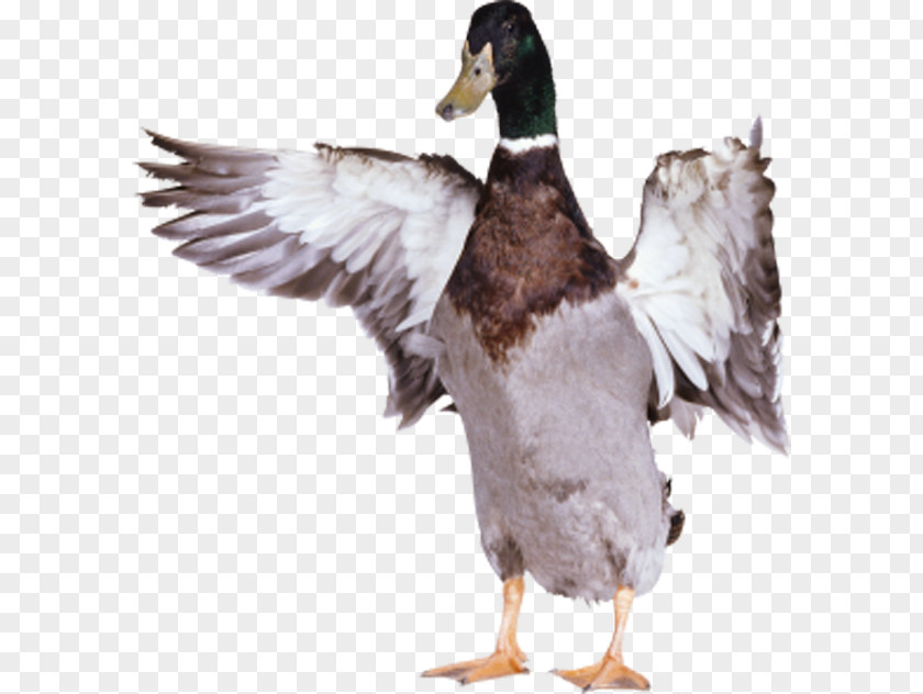 Duck Spreading Its Wings American Pekin Goose Bird PNG