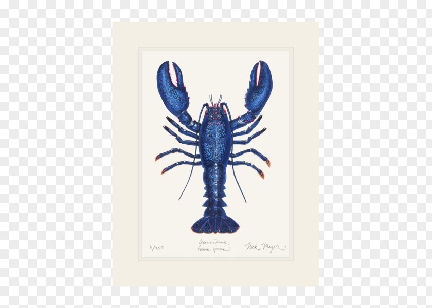 Lobster American Crab Giant Tiger Prawn California Spiny PNG