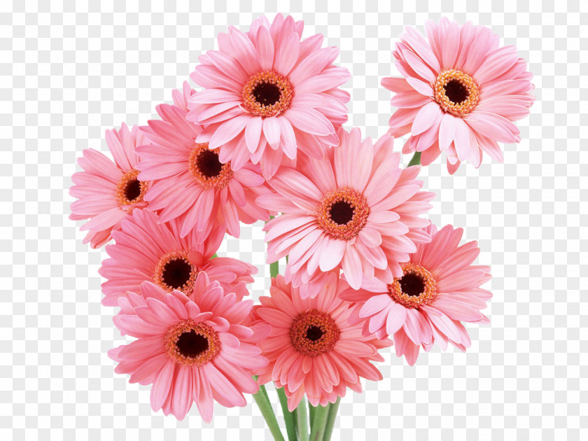 Pink Daisy Flower Bouquet Desktop Wallpaper PNG