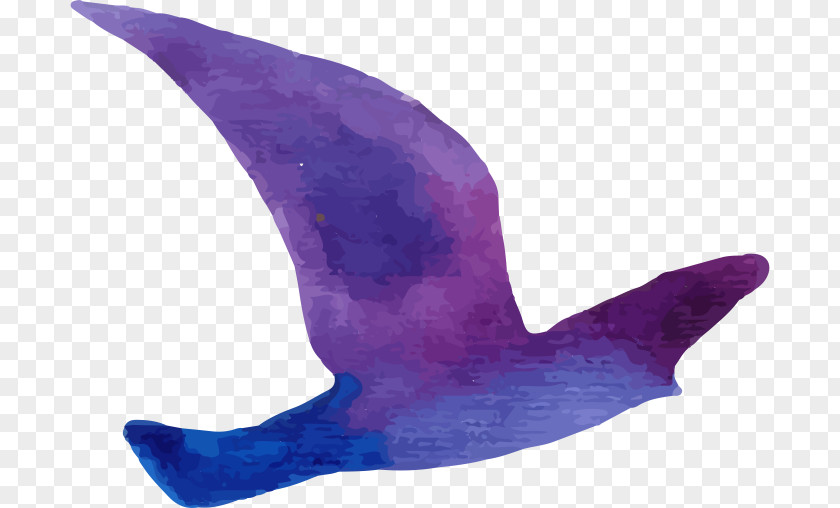 Purple Pigeon Bird PNG
