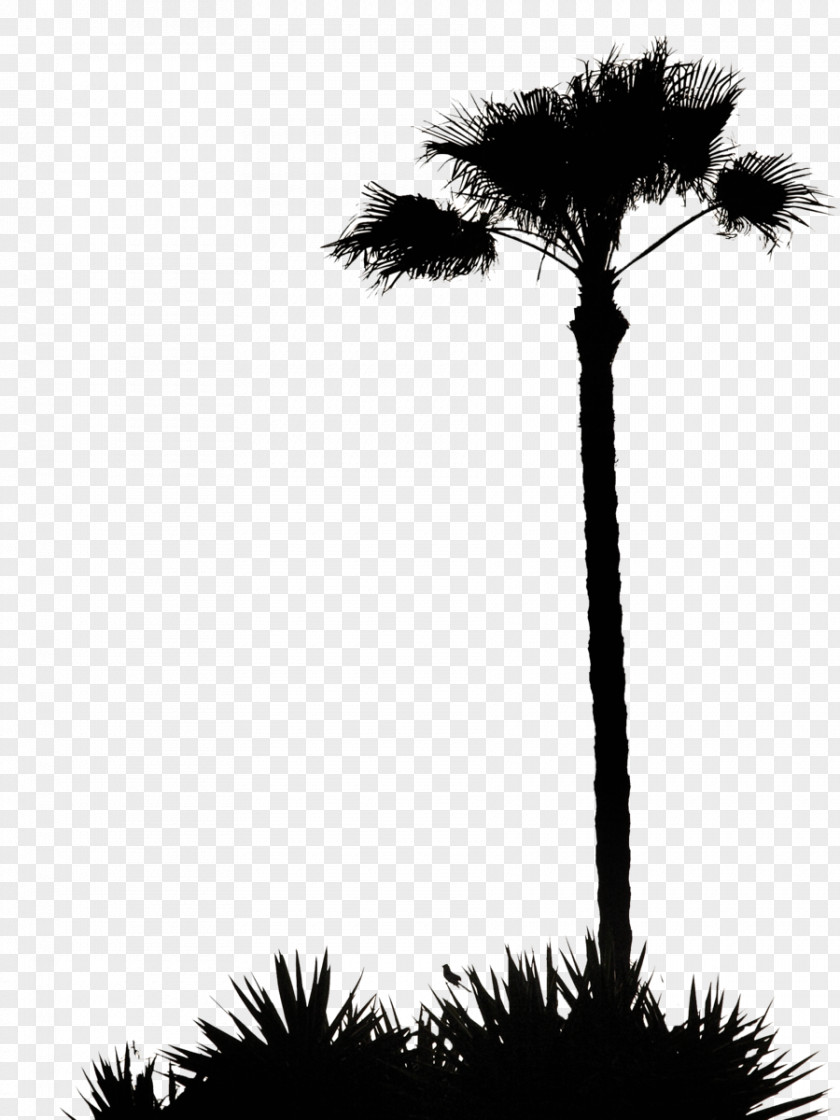 Silhouette Palm Tree Carbon Footprint Ecological Sustainability Clip Art PNG