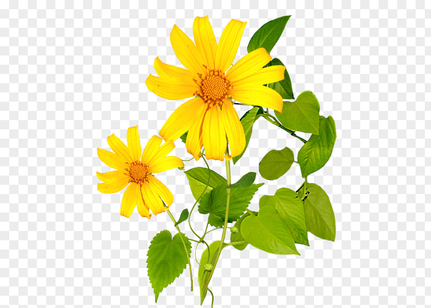Sunflower Download Icon PNG