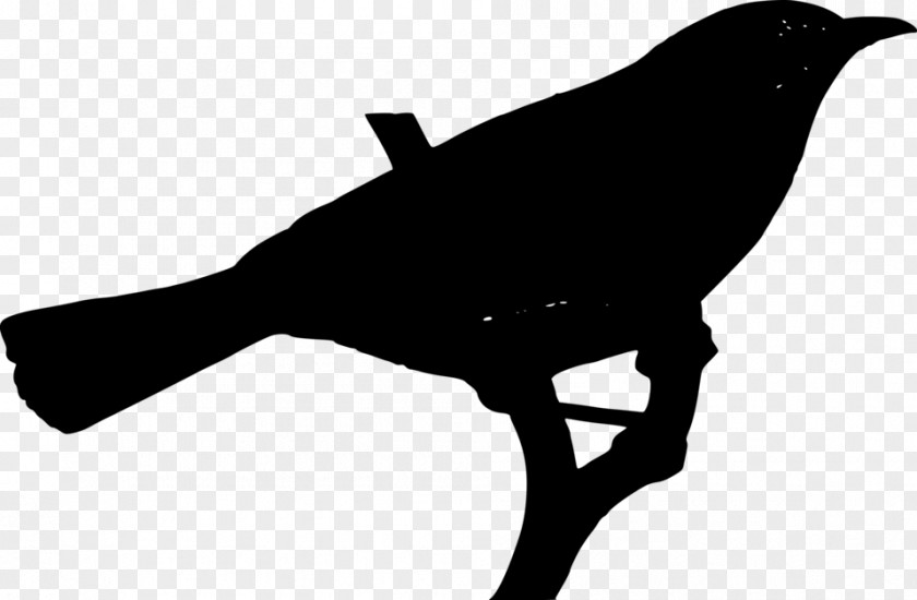 Beak Clip Art Silhouette Fauna PNG