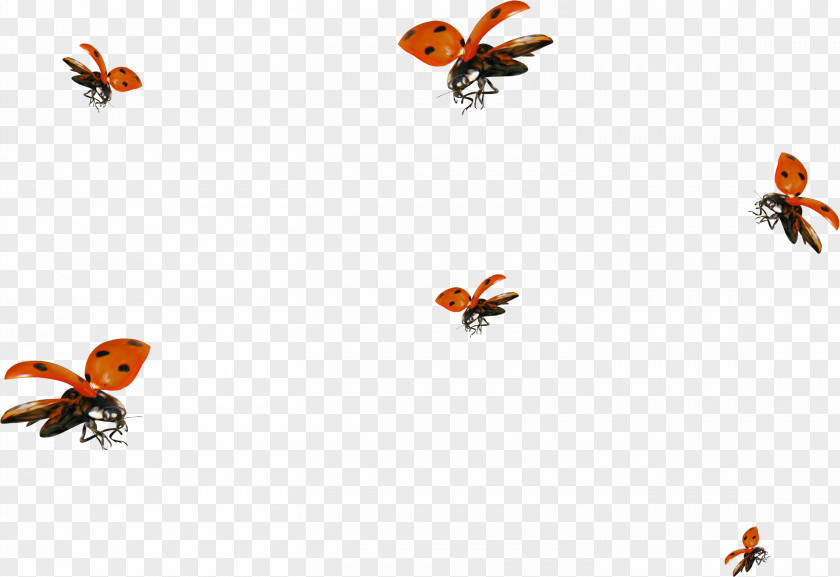 Bug Insect Clip Art PNG