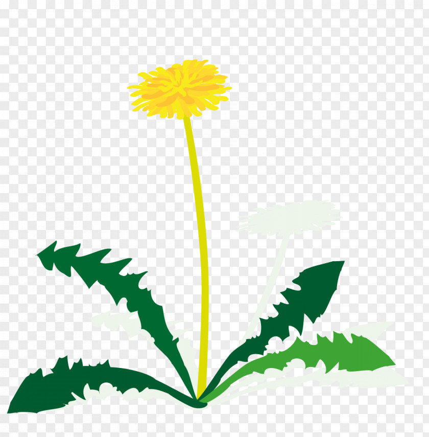 Dandelion Leaf Petal Plant Stem Clip Art PNG