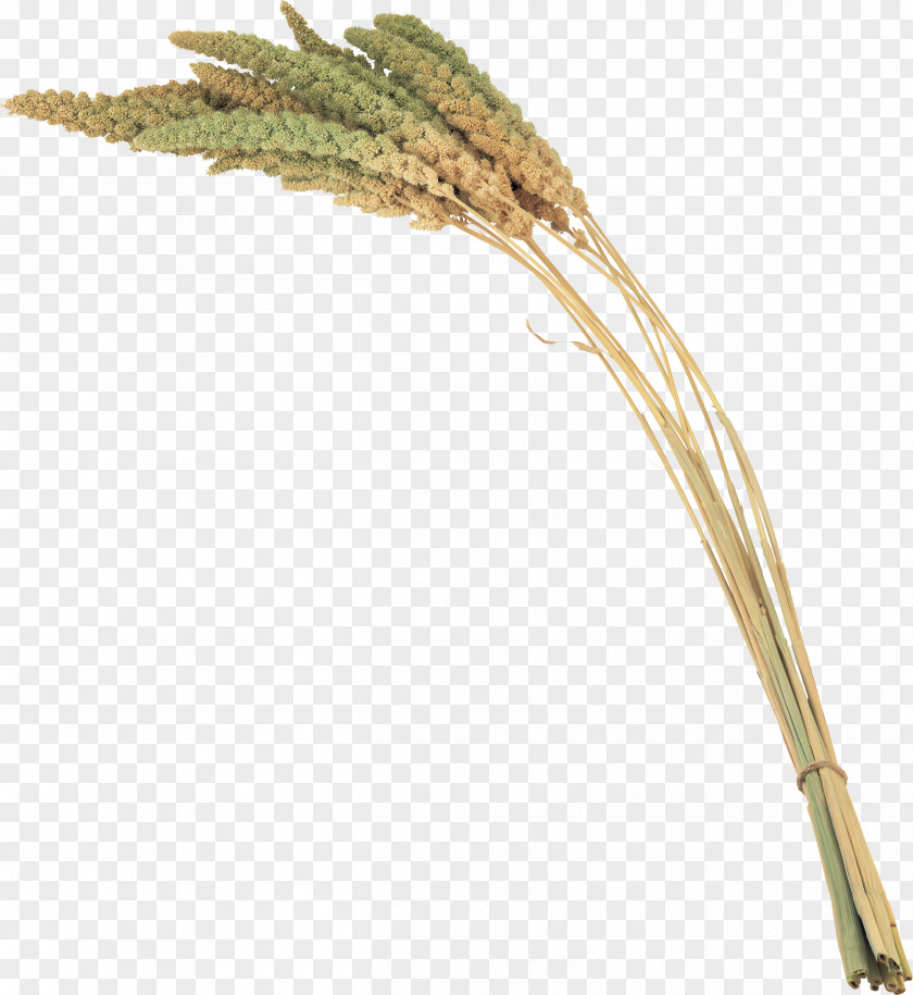 Grass Digital Image Clip Art PNG