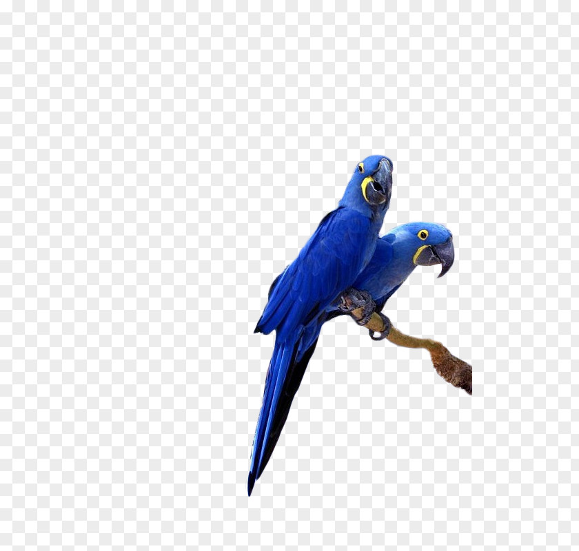 Parrot Hyacinth Macaw Lears Bird Cockatiel PNG
