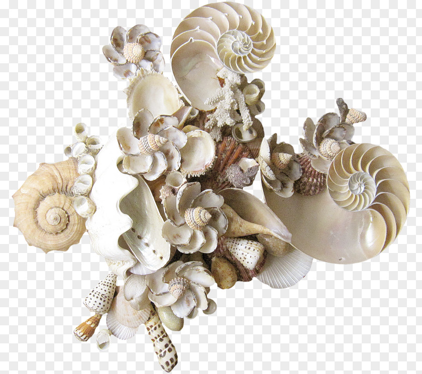 Seashell Conchology Mollusc Shell Clip Art PNG