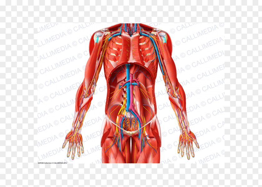 Shoulder Blood Vessel Muscle Nerve Abdomen PNG