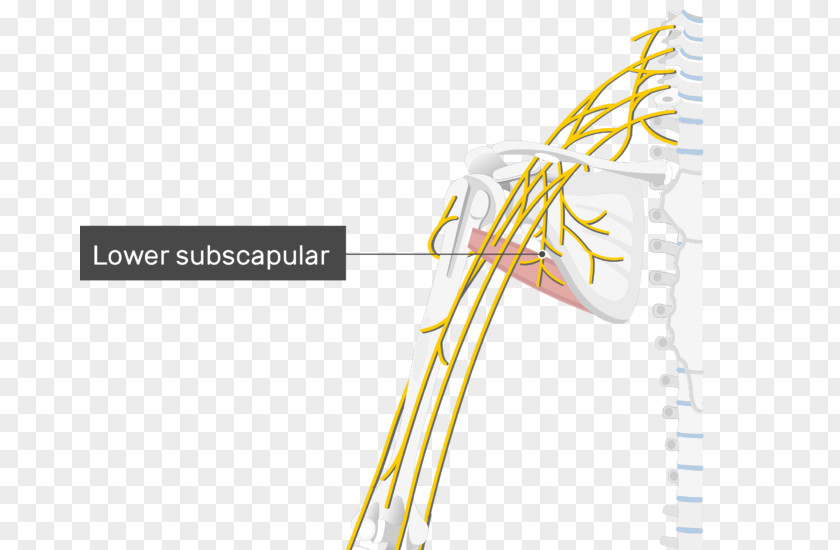 Thoracodorsal Nerve Lower Subscapular Upper Artery PNG