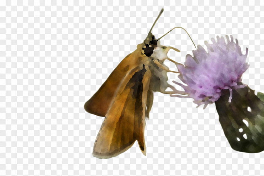 Insect Butterfly Moths And Butterflies Pollinator Moth PNG