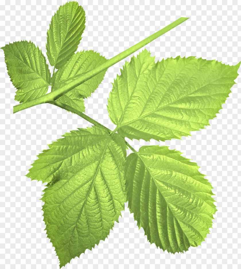 Leaf Red Raspberry Blackberry Clip Art PNG