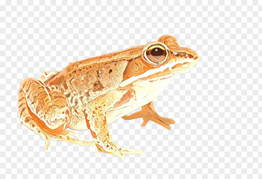 True Frog Amphibians Clip Art PNG