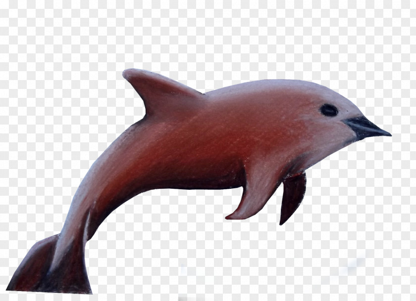 Tucuxi Common Bottlenose Dolphin Vaquita Marine Mammal Bed Bug PNG