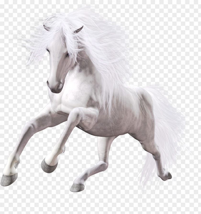 American Paint Horse Stallion White Mare PNG