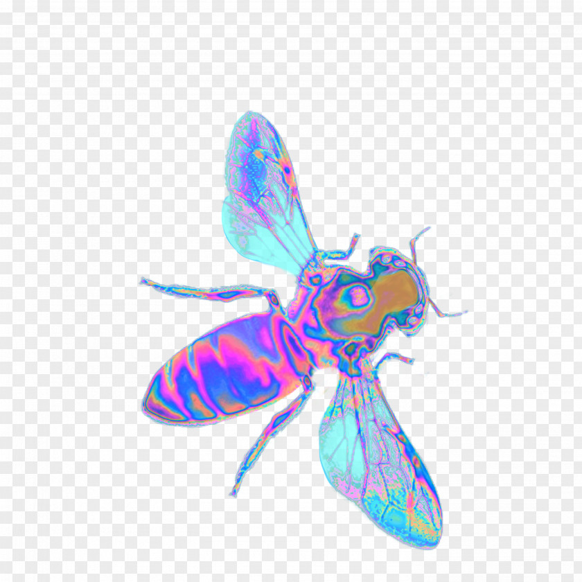 Bee Characteristics Of Common Wasps And Bees Insect PNG