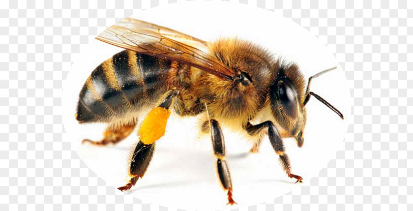 Bee Western Honey Insect Beehive Queen PNG
