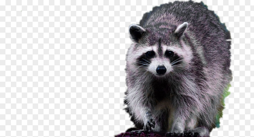 Furry Raccoon Dog Viverridae Fur PNG