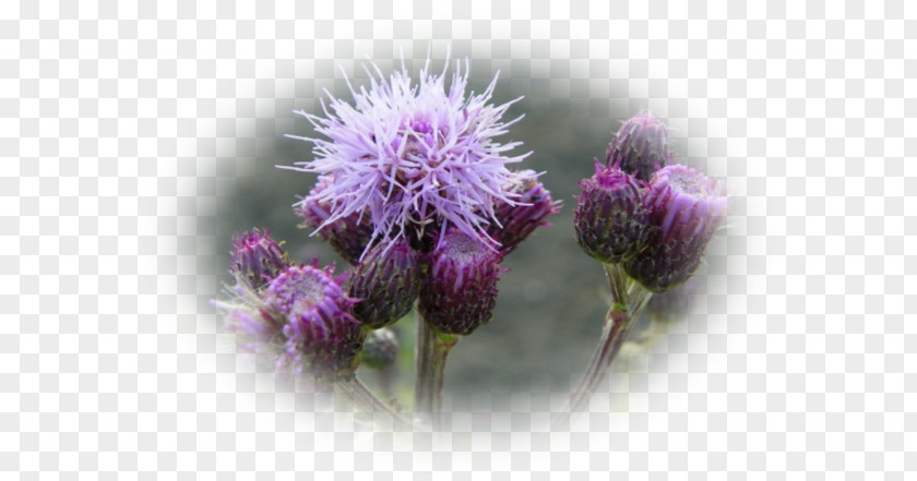 Thistle Cardoon Greater Burdock Outer Space Universe PNG