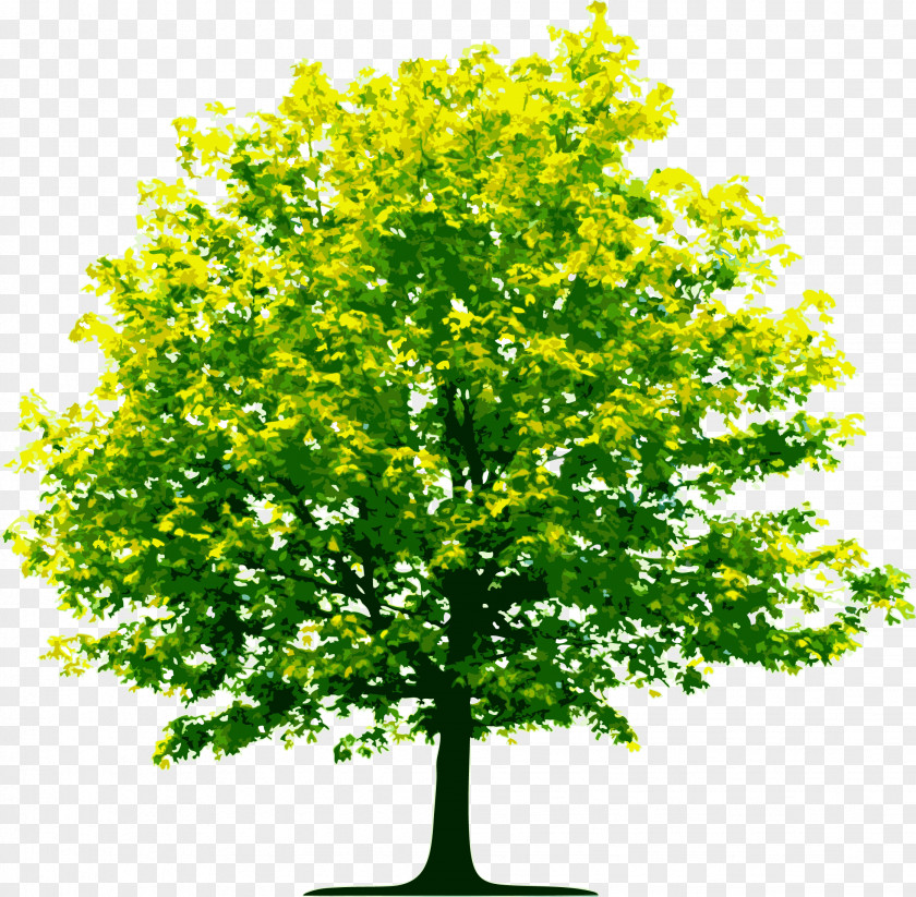 Tree Image, Free Download, Picture Computer File PNG