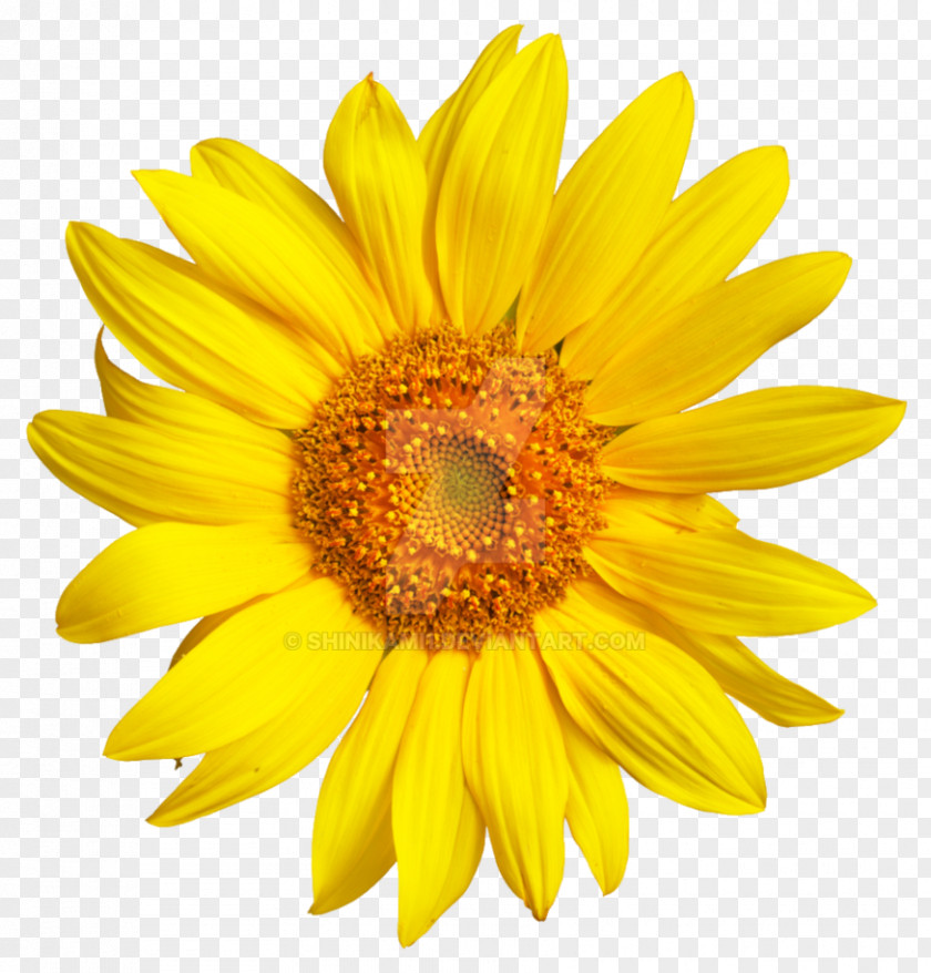Sunflower Image 0 Transparency PNG