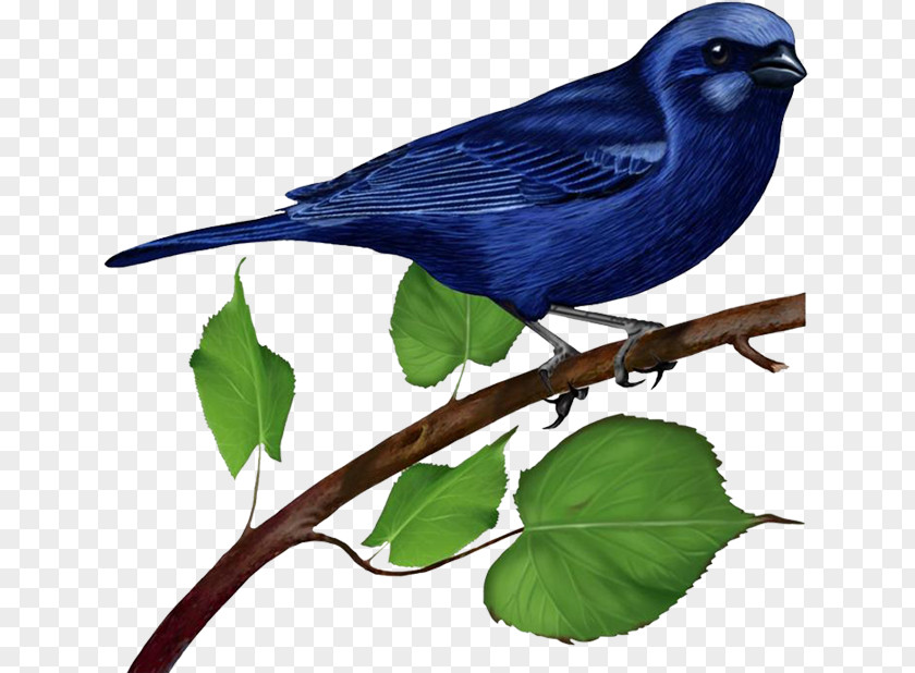 Blue Bird On Branch Bluebird Clip Art PNG