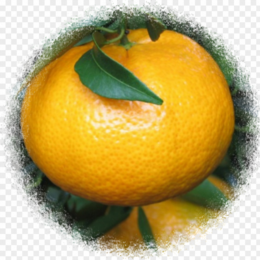 Lemon Clementine Bitter Orange Tangerine Mandarin PNG
