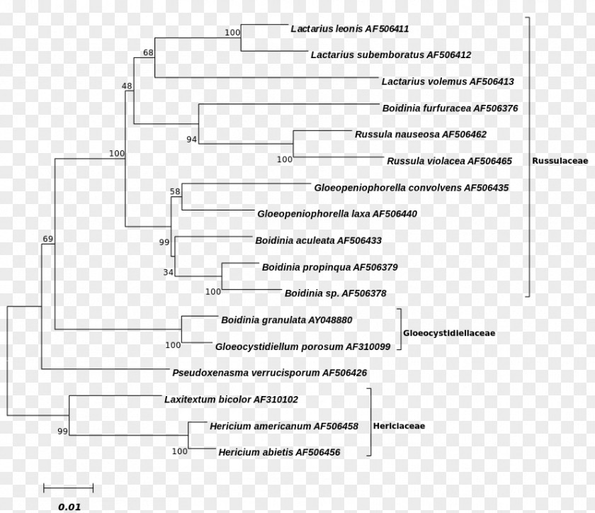 Phylogenetic Tree Basidiomycetes Russulaceae Laxå Library Document PNG