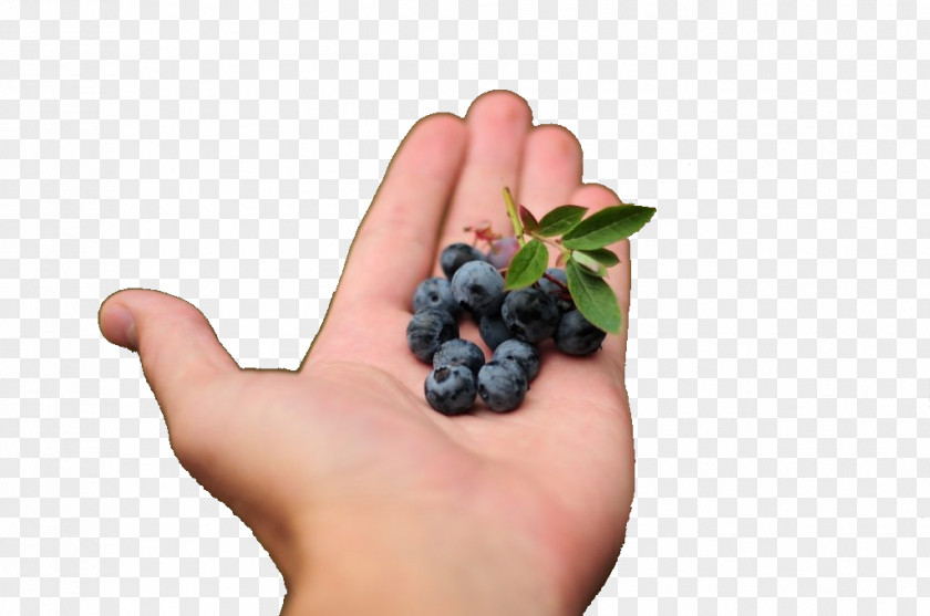 Aronia Berries Caipirinha Blueberry Cachaça Fruit PNG