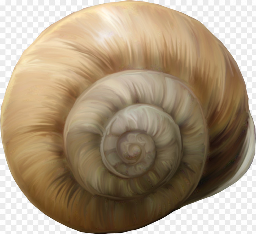 Brown Conch Snail Caracol PhotoScape PNG