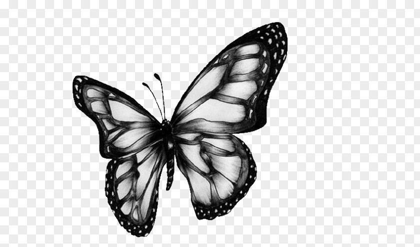 Butterfly Art Drawing Clip PNG