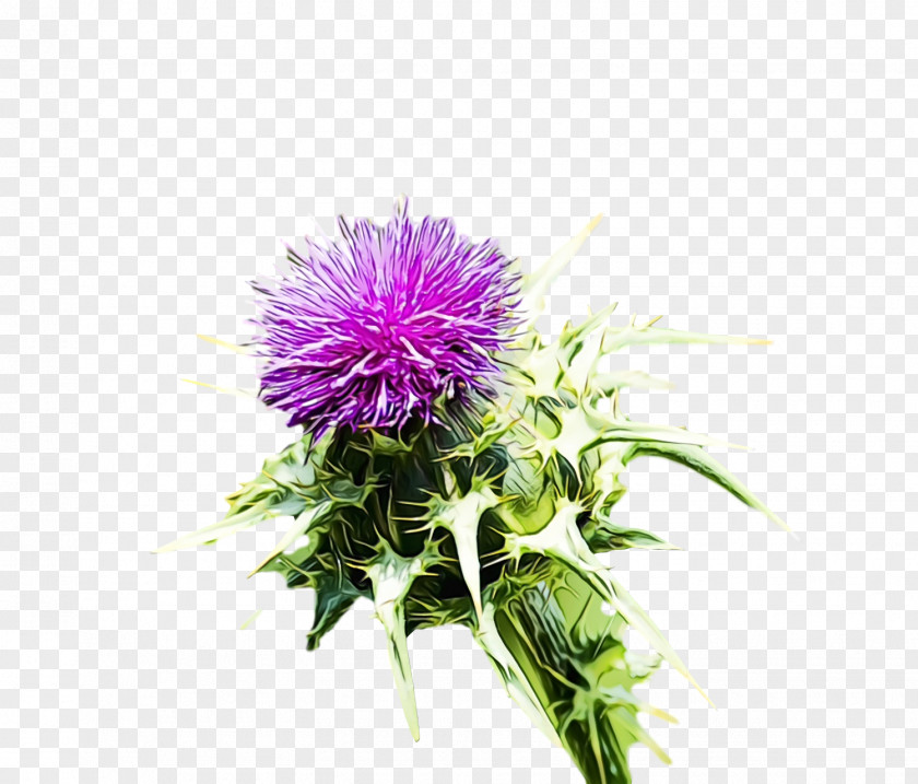 Cardoon Greater Burdock Milk Thistle Purple PNG