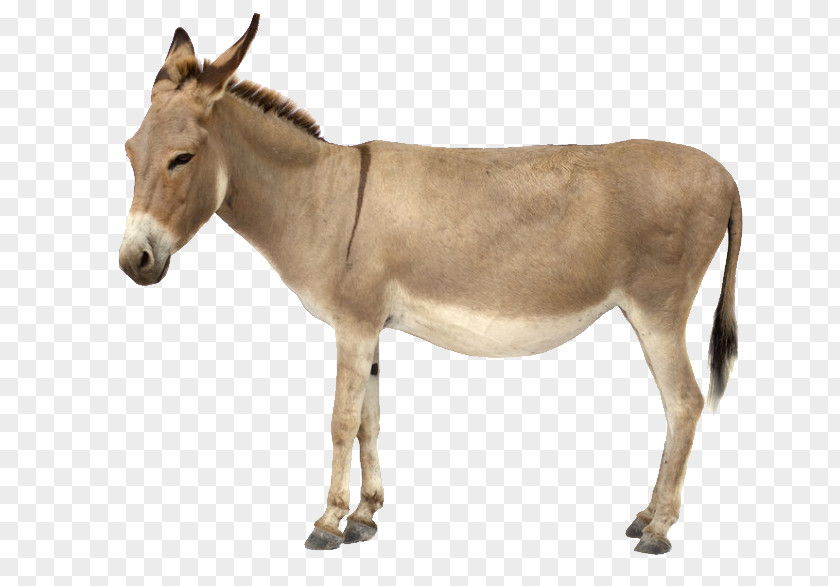 Donkey Stock Photography Royalty-free Clip Art PNG