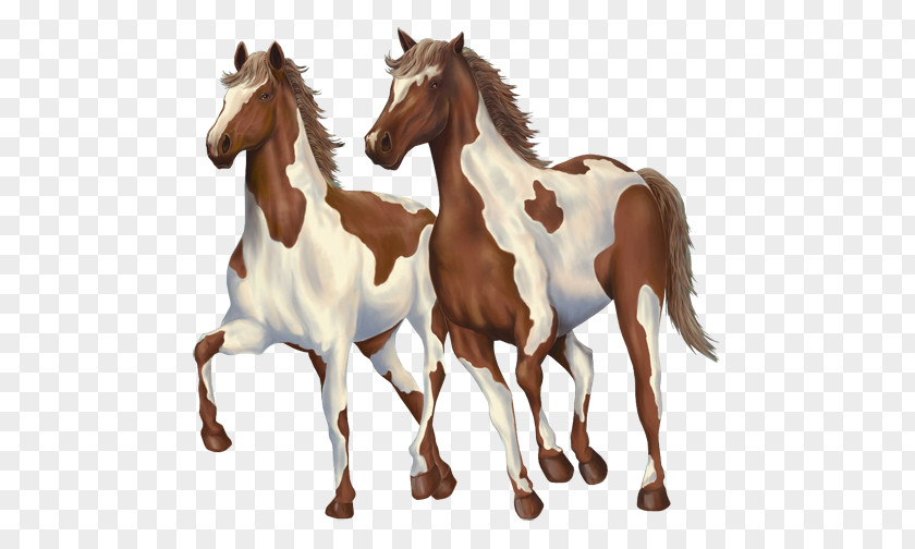 Mustang Pony Foal Mane Halter PNG