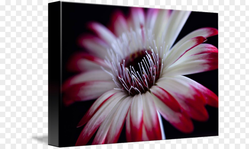 White Gerbera Transvaal Daisy Livingstone Chrysanthemum Dahlia Close-up PNG