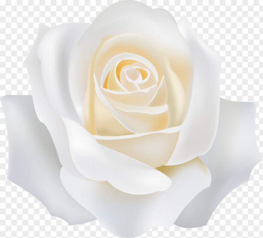 White Roses Garden PNG