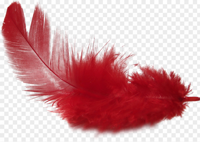 Long Hair Fluttering Feather Clip Art PNG