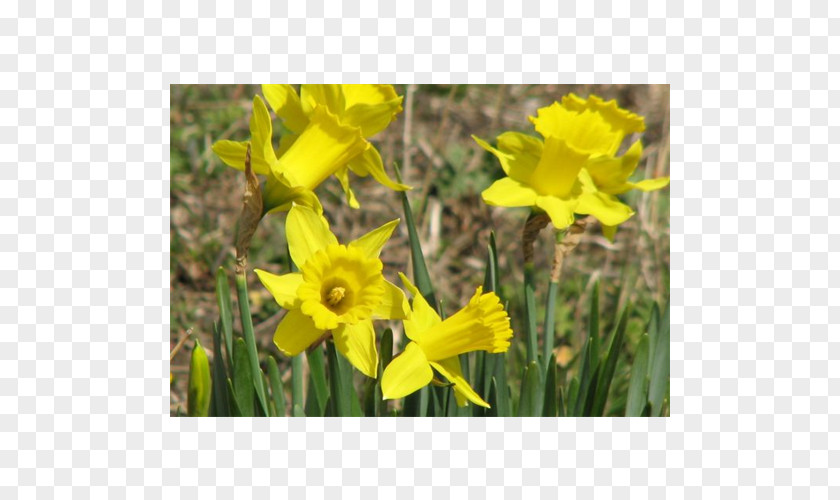 Narcissus Meadow Wildflower Lawn Mustard PNG