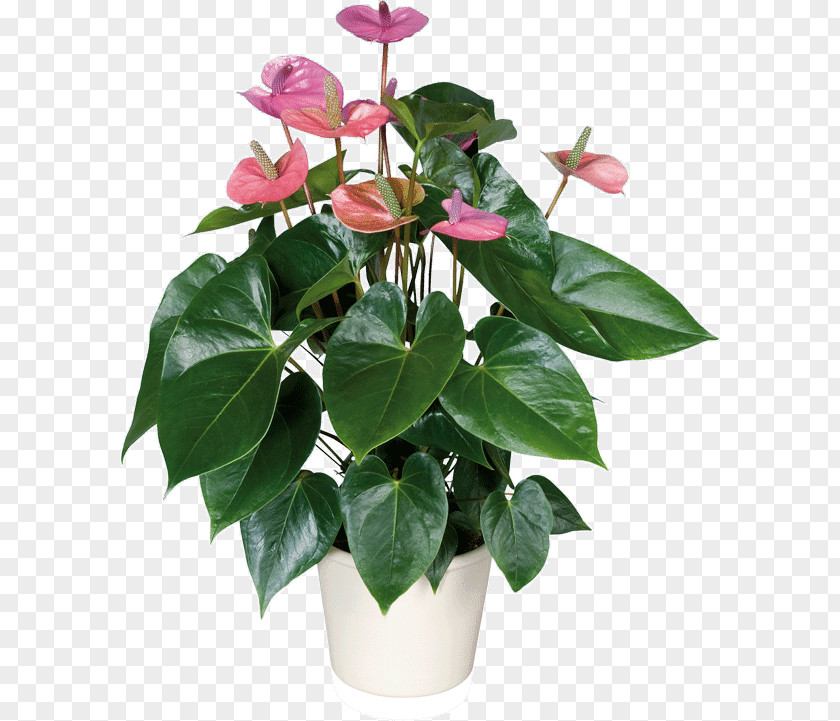 Plant Laceleaf Houseplant Adenium Obesum Cultivo PNG