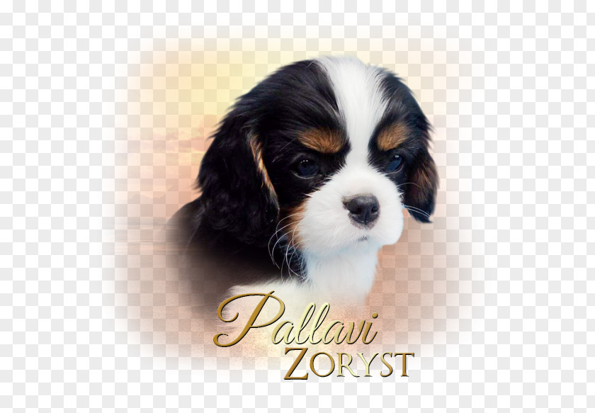 Puppy Cavalier King Charles Spaniel Cavachon Dog Breed PNG